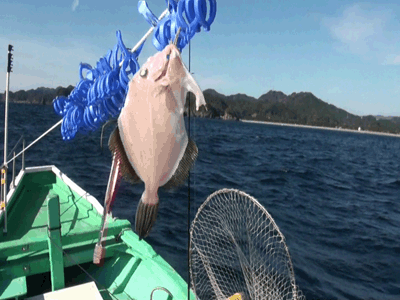 カワハギの船上干し