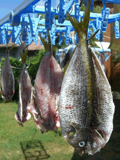 タカベの干物