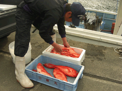 弓ヶ浜の漁師がお薦めする地魚