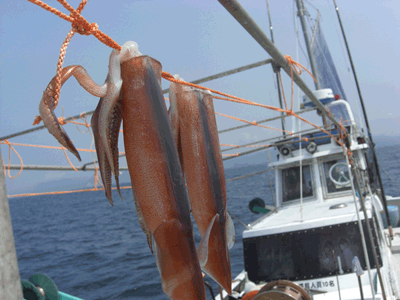 弓ヶ浜の漁師がお薦めする地魚