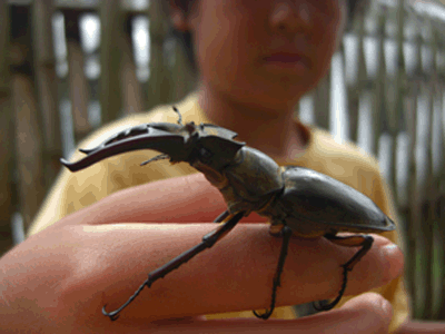 カブトムシ・クワガタ採集ツアー