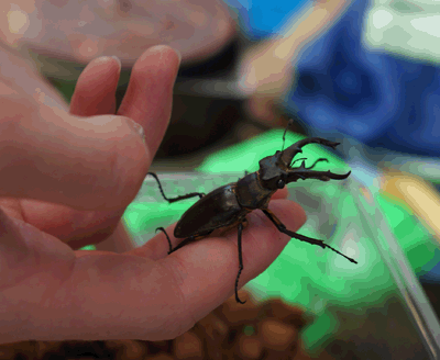 カブトムシ・クワガタ採集ツアー