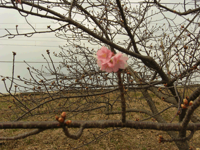 ようやく見つけた一輪の河津桜