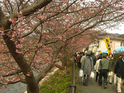 河津桜は三分咲き