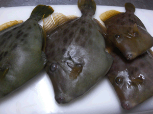 南伊豆の地魚　カワハギ