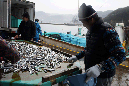 下田魚市場に出荷される地魚