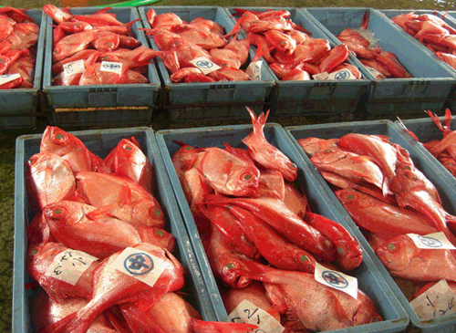 下田魚市場の金目鯛