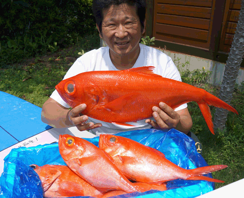 金目鯛（ジキンメ）