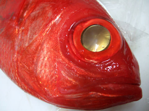 「１kg級地金目鯛を1匹丸ごと使って5品出すジキンメ」プランイメージ