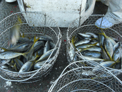 弓ヶ浜の漁師がお薦めする地魚