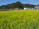 菜の花ウォーキング、弓ヶ浜のウォーキング