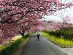 桜ウォーキング、弓ヶ浜のウォーキング